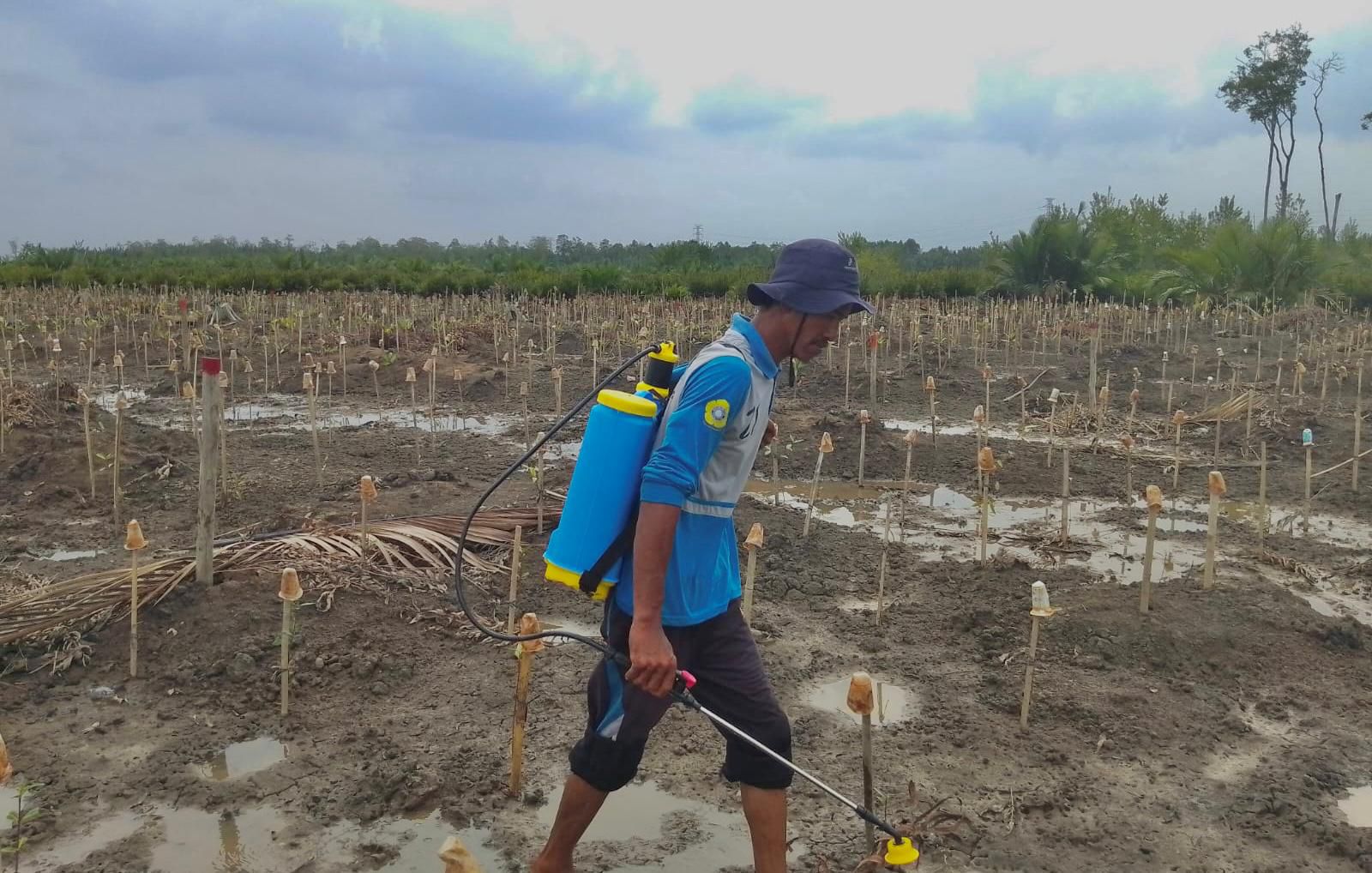 Proses penanaman 1000 mangrove jenis Avicennia dari PHE Jambi Merang bersama LDPHD Sungsang IV